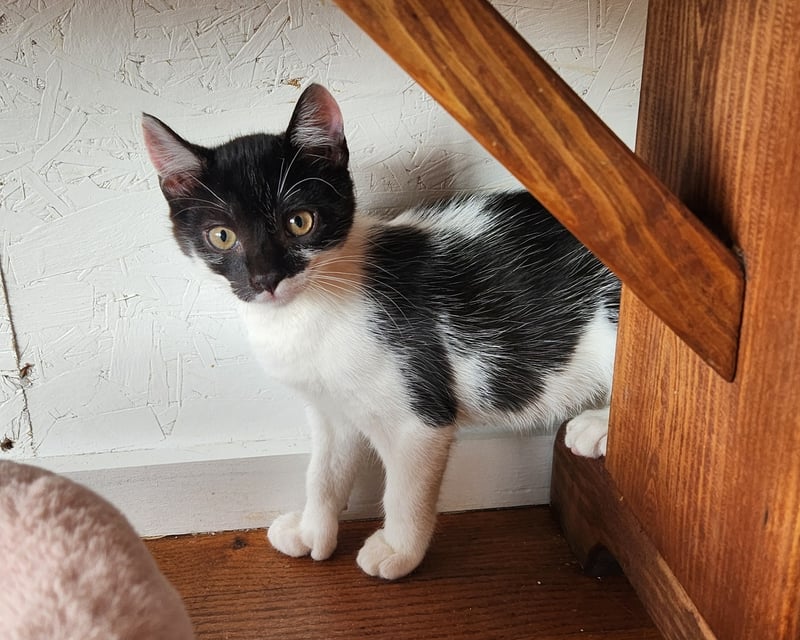 Cat Cafe Play Session with Adoptable Cats in Doylestown