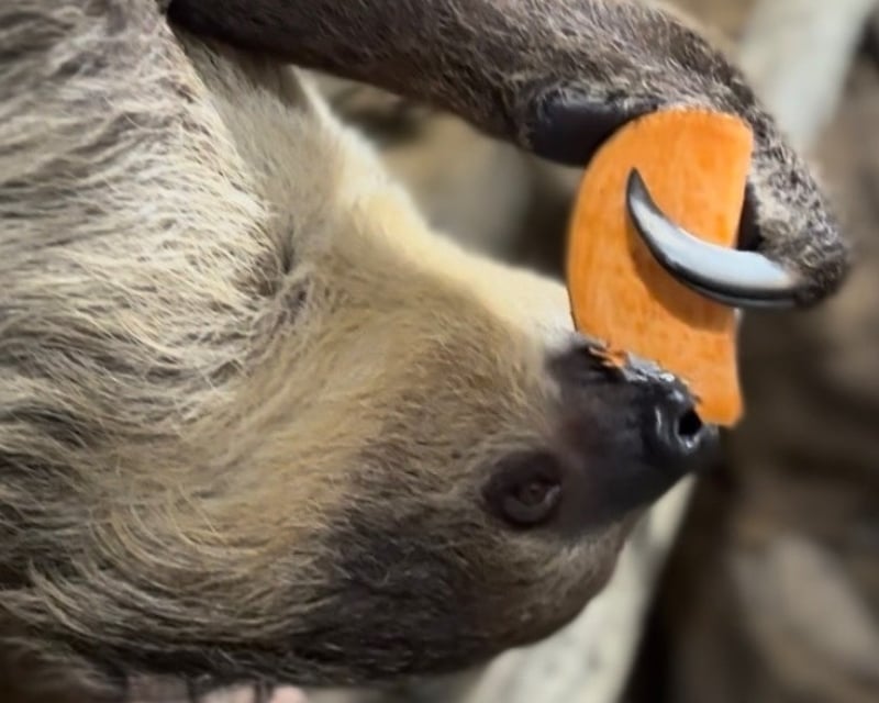 Two-Toed Sloth Encounter in Grove City