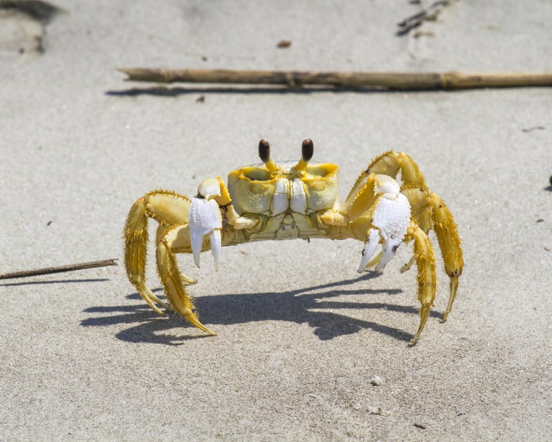 Guided Beach Walk in Tybee Island