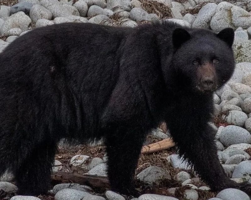 Ketchikan Bear & Whale Watching Cruise