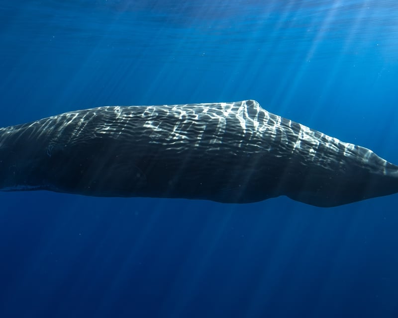 Long-Range Offshore Marine Wildlife Safari in Kona
