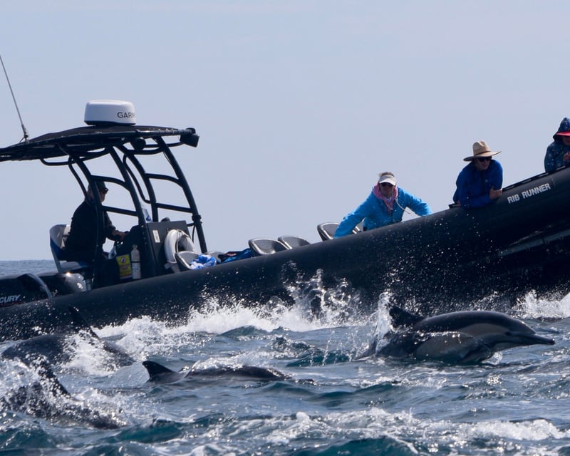 Private 2-Hour Whale Watching Charter In Oceanside