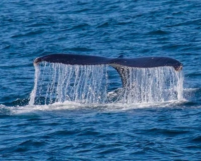 San Diego 3-Hour Whale Watching Charter