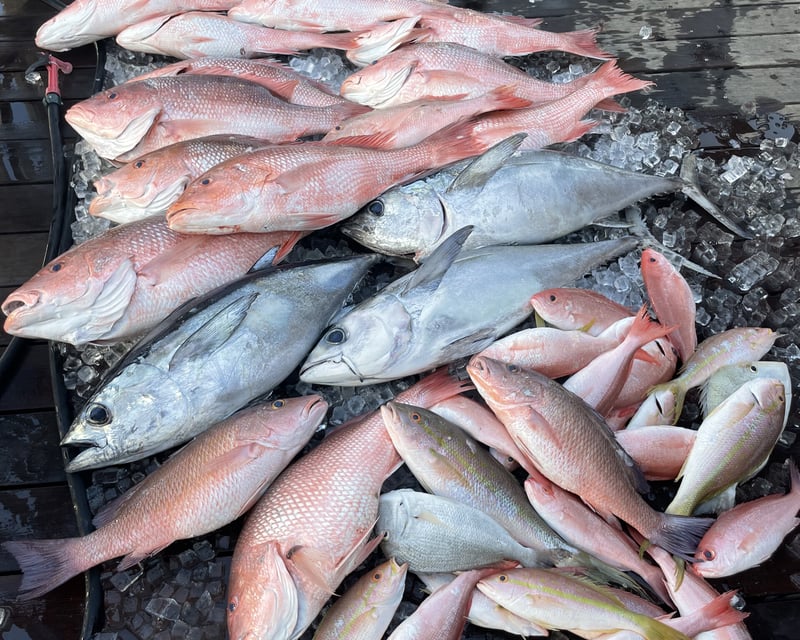 Red Snapper Fishing Charter in Naples