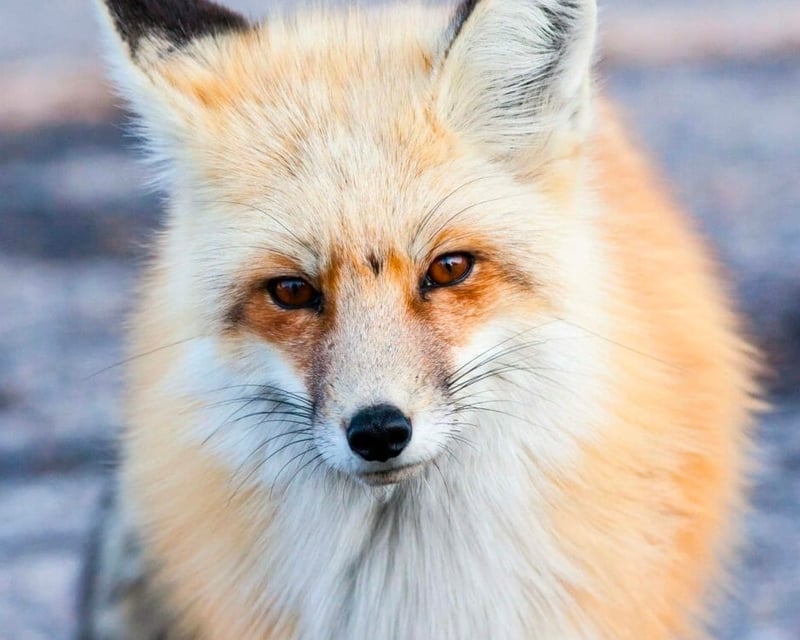Private Full-Day Winter Wildlife Safari in Jackson Hole