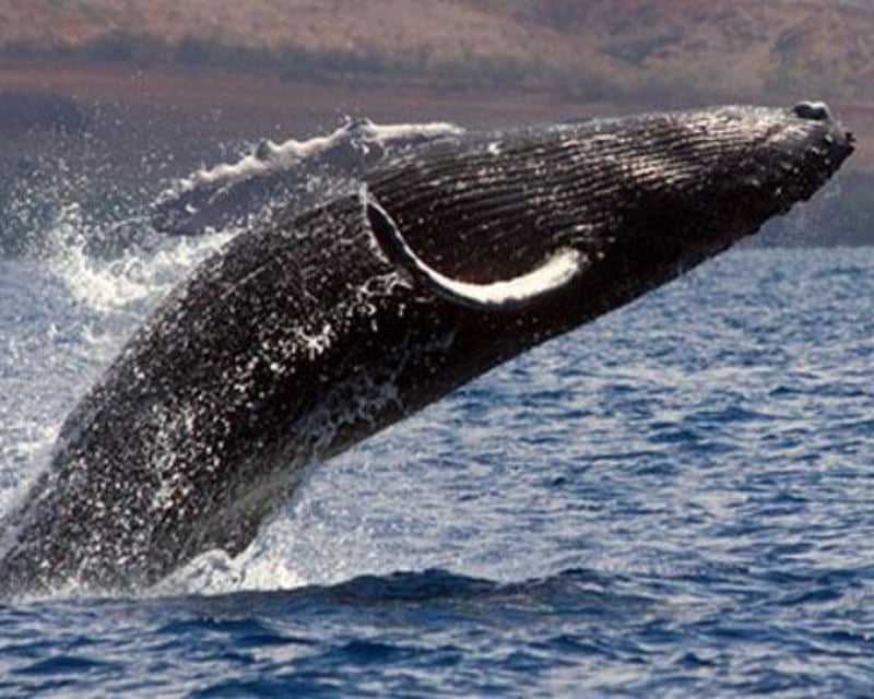 Humpback Whale Watching Adventure