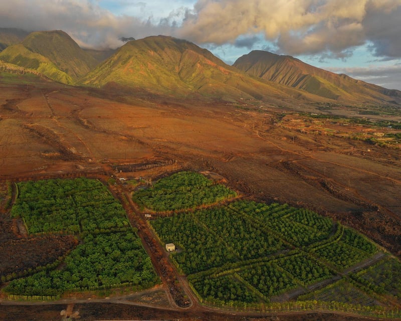 Cacao Farm Tour & Chocolate Tasting in Lahaina, Maui