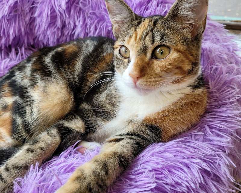 Cat Cafe Play & Cuddle with Adoptable Cats in Doylestown