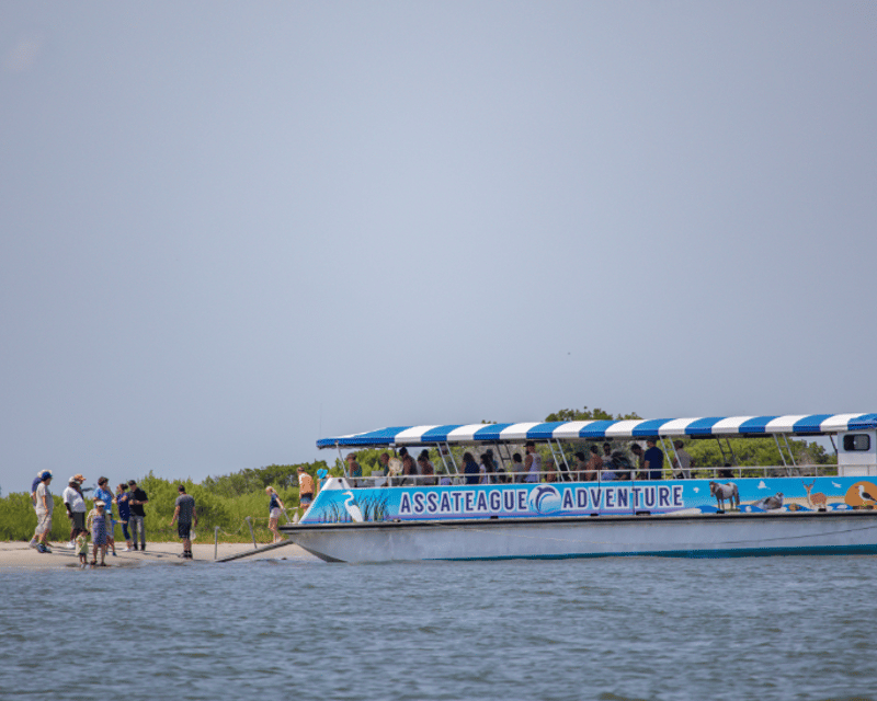 Assateague Wild Pony Nature Cruise