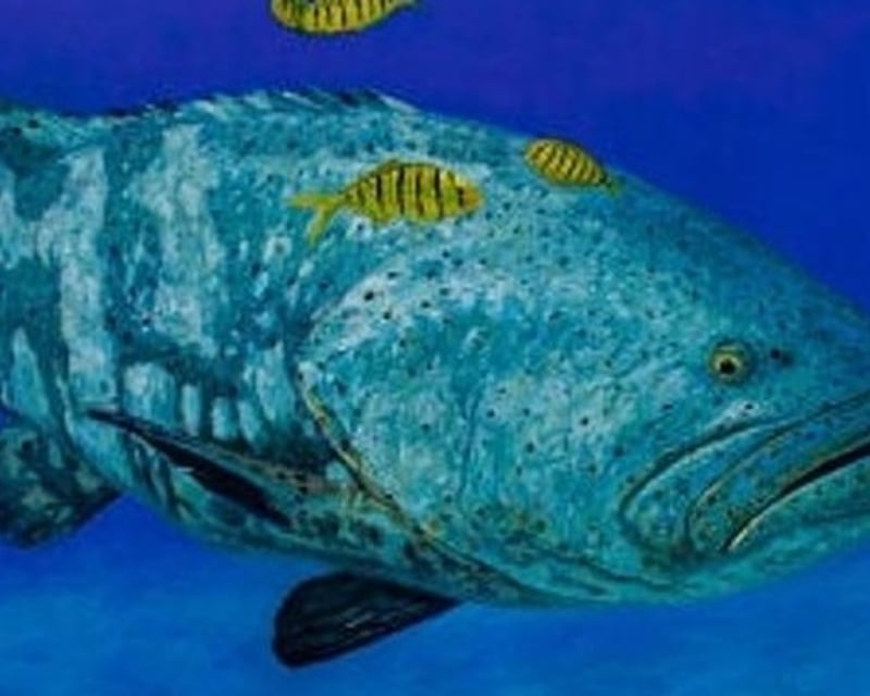 Goliath Grouper Fishing Charter in Rotonda West