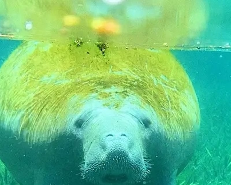 Guided Clear Kayak Tour at Weeki Wachee Springs State Park