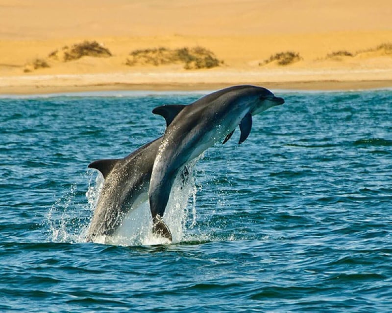 7 Best Dolphin Cruise Spots to See Wild Dolphins in 2026