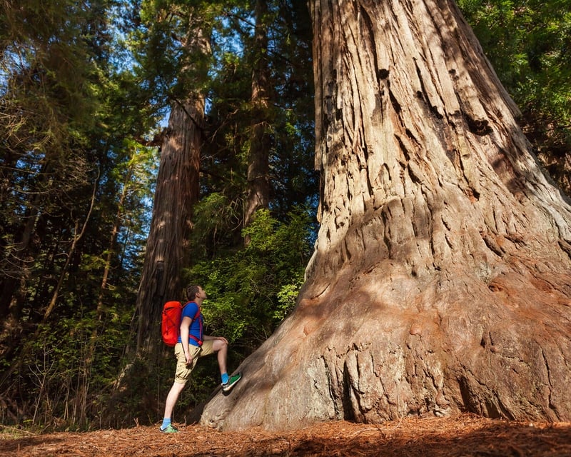 Yosemite Giant Sequoias Guided Tour From San Jose