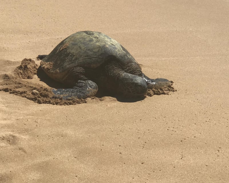German-Guided Oahu Circle Island Tour