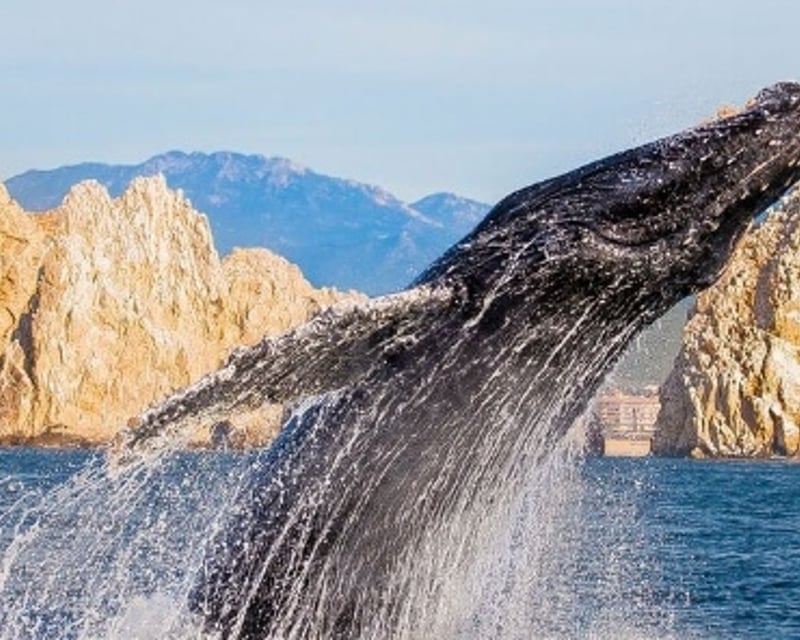 Catamaran Whale Watching Cruise in Cabo San Lucas