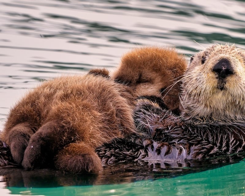 Kachemak Bay Wildlife Cruise