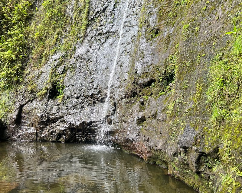 Guided Manoa Falls Hike to 150' Waterfall in Honolulu