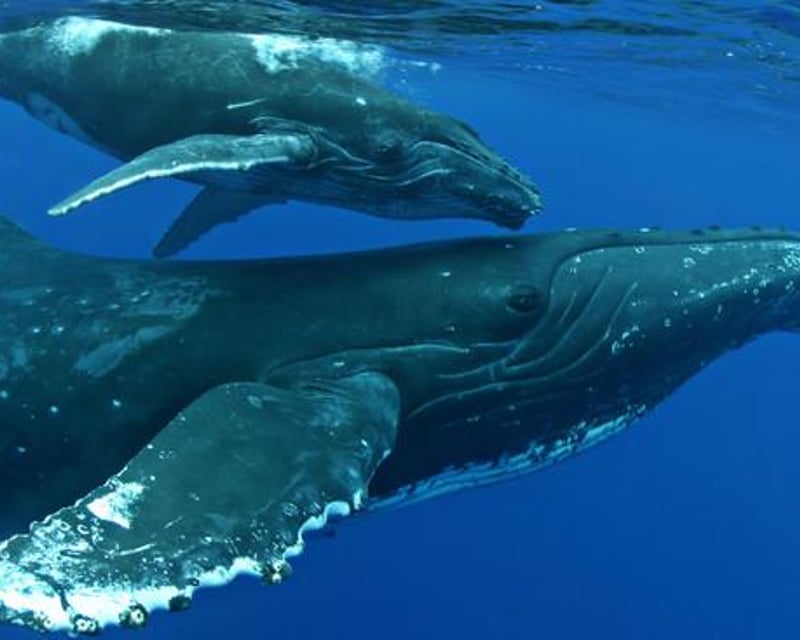 Kailua-Kona Humpback Whale Watch Cruise
