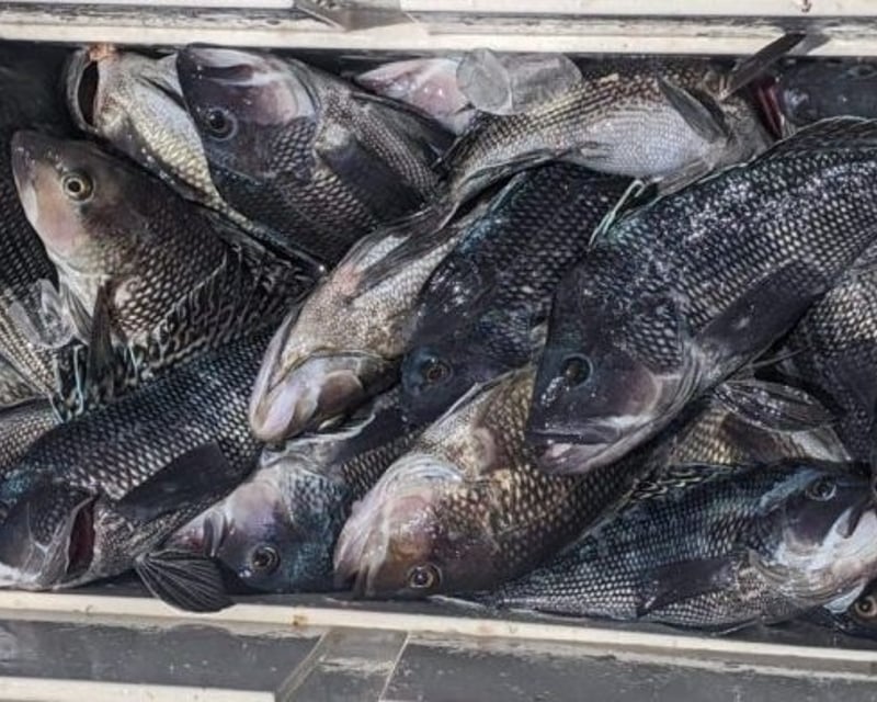 Belmar Bluefish Fishing Charter