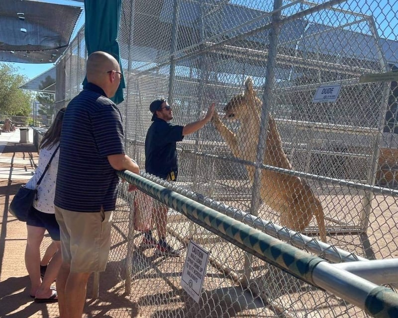 Behind-the-Scenes Lion Habitat Ranch Tour in Henderson