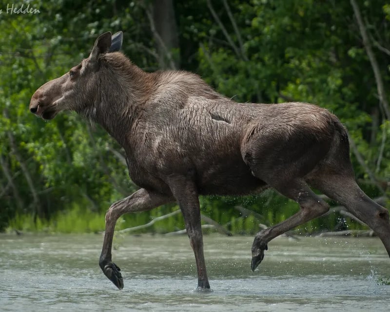 Private Float Trip in Chilkat Bald Eagle Preserve