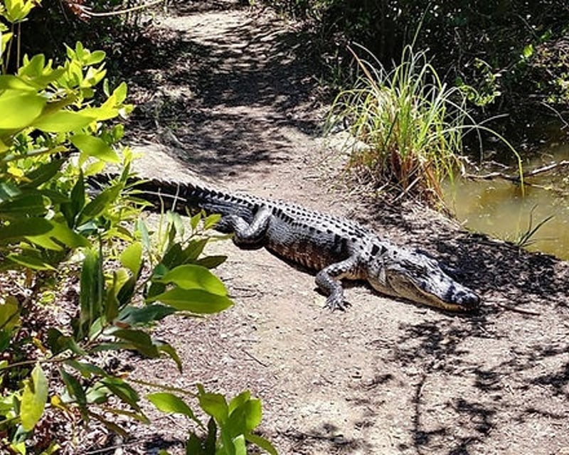 Explore Everglades Airboat Ride & Shark Valley Tram Tour