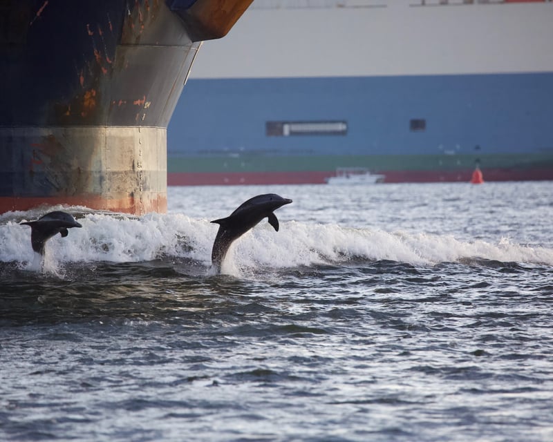 Dolphin Watching Cruise in Charleston Harbor