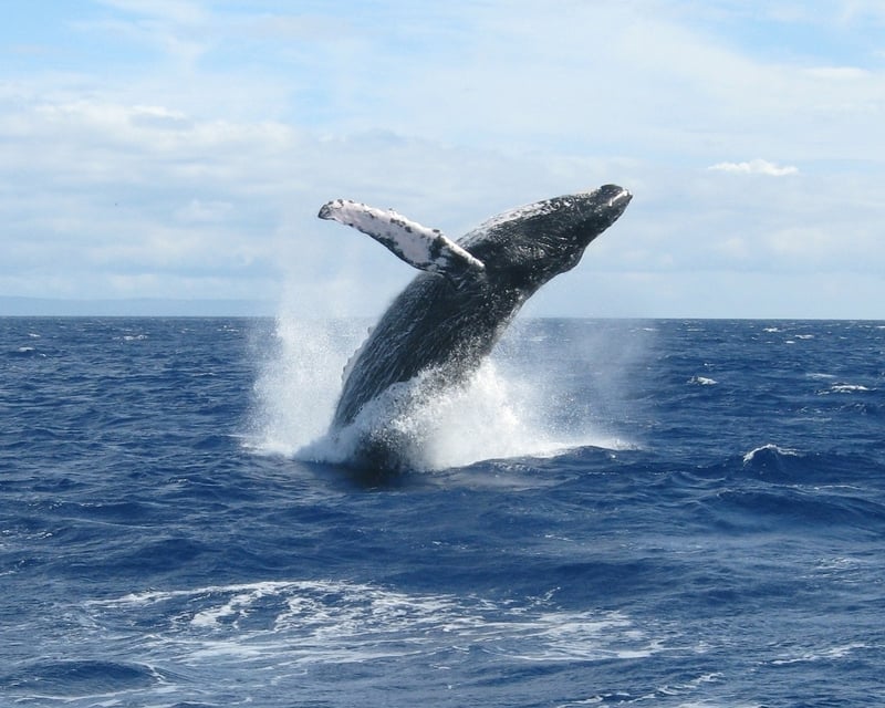 Guided Outrigger Whale Watching Tour in Wailea
