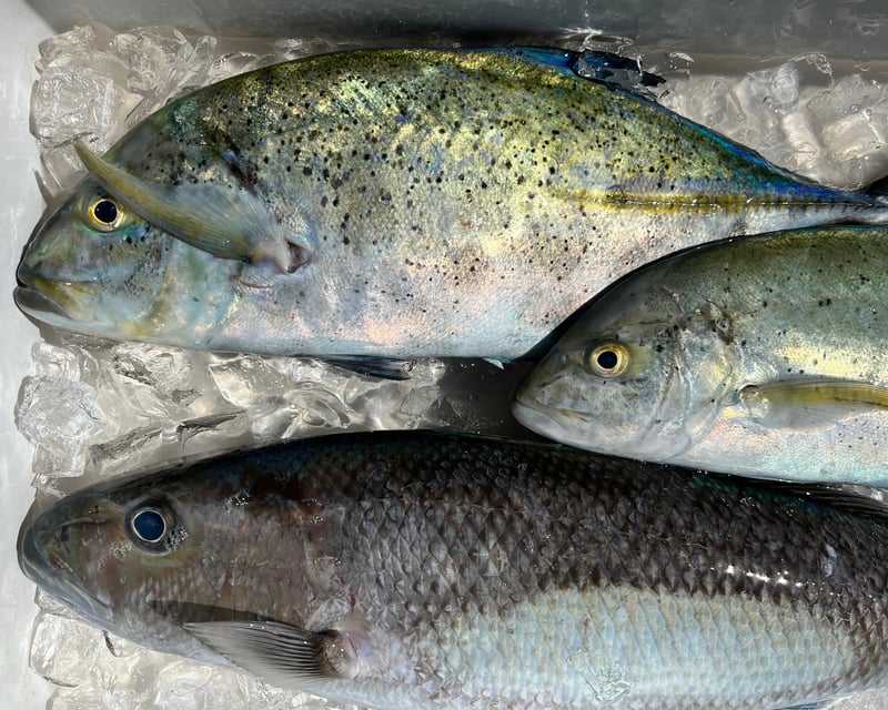 Live Bait Bottom Fishing Charter in Haleiwa