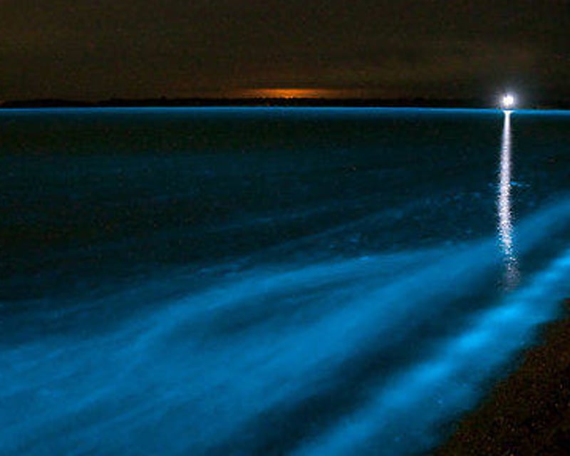 Bioluminescence Tour in Merritt Island