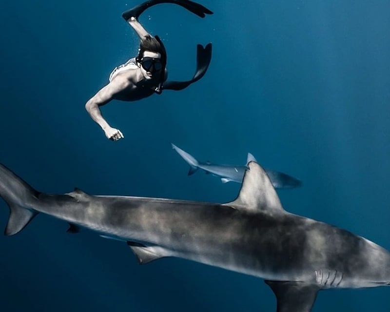 Cage-Free Shark Snorkel Tour on Oahu's North Shore