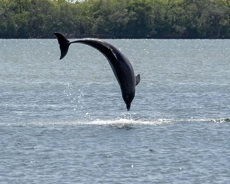Private Dolphin Spotting Catamaran Sail in Florida
