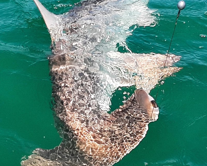 Private Sunset Shark Fishing Charter in Port Canaveral