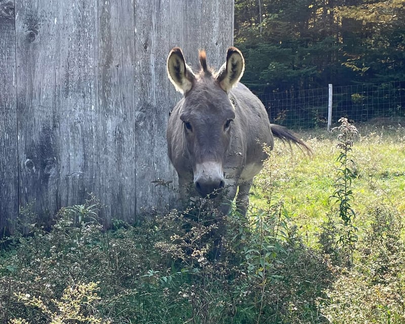 1-Hour Donkey Pasture Visit in Searsport