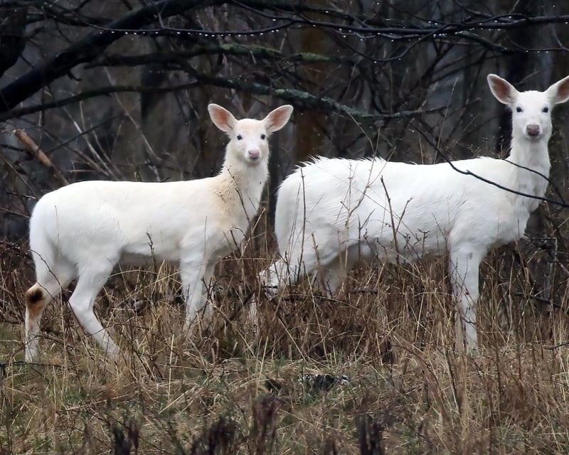Private White Deer & Military History Bus Tour in Romulus
