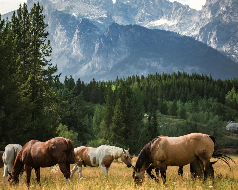 Full-Day Wildlife Tour in Grand Teton National Park