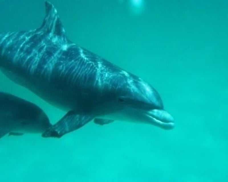 Private Egmont Key Boat Tour & Fort Dade Snorkel