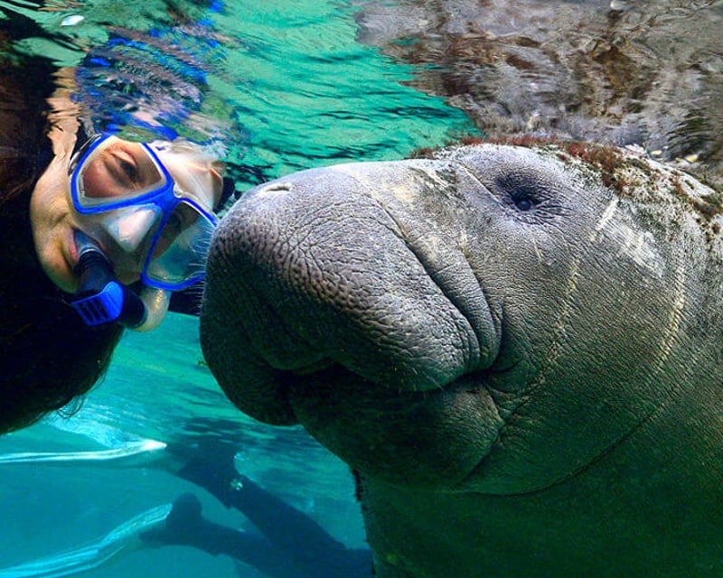 Kings Bay Manatee Snorkel Tour in Crystal River