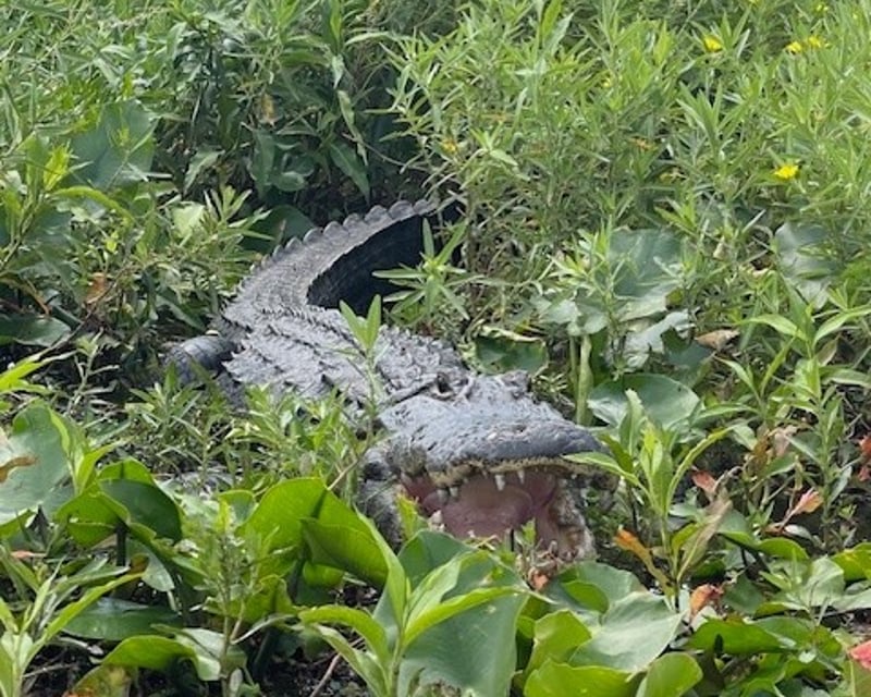 Guided Wildlife Airboat Tour in Kissimmee