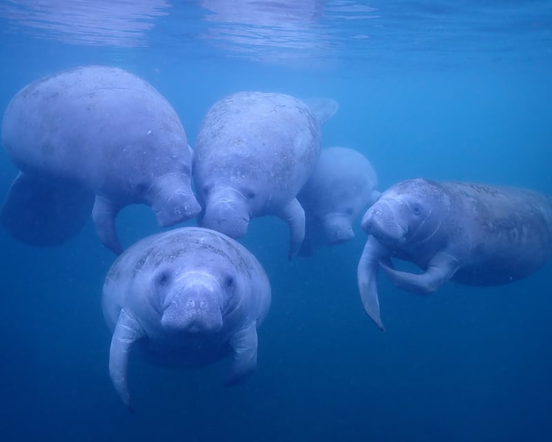 3-Hour Manatee Swim Tour in Crystal River