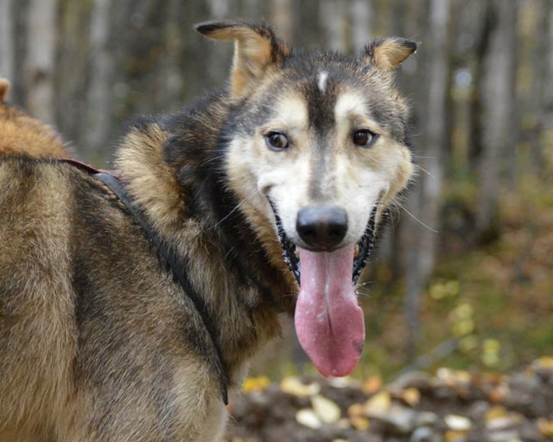 Summer Dog Sledding with Dallas Seavey's Dogs in Talkeetna