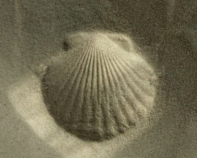 Private Ocean Mindfulness & Breathwork in Daytona Beach