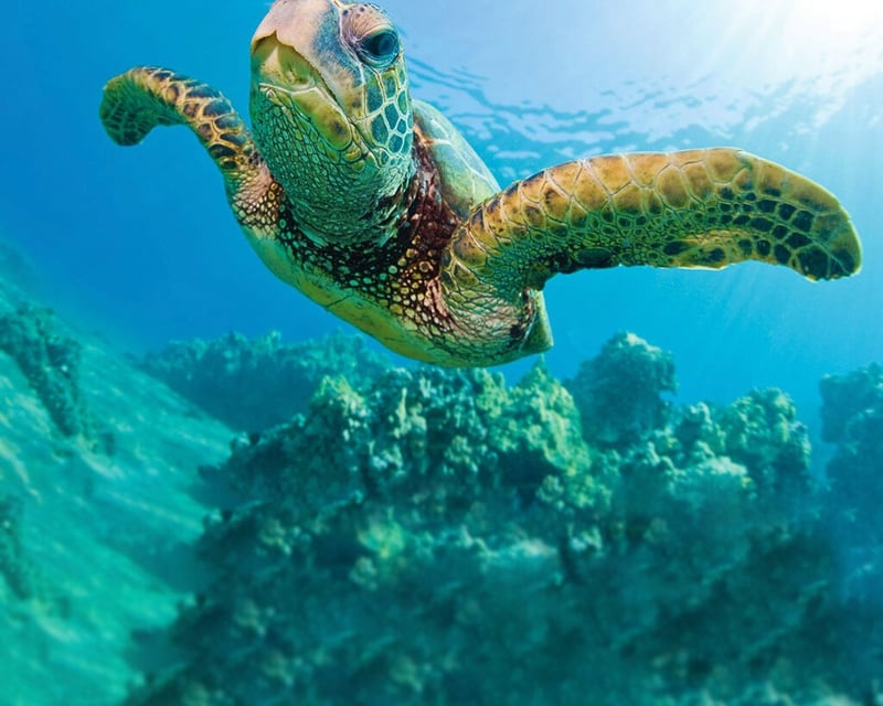 3-Hour Turtle Canyon Snorkel Sail