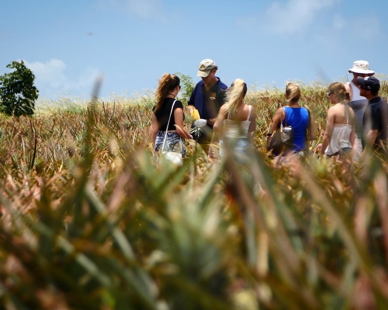 Maui Gold Pineapple Farm Tour in Upcountry Maui