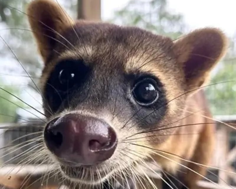 Exotic Animal Sanctuary Tour & Feeding in Riverview, FL