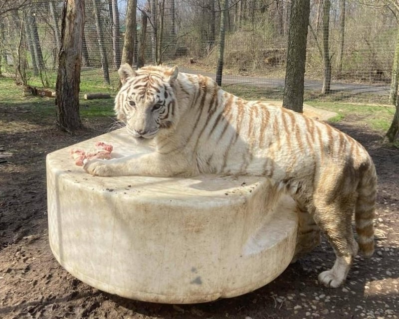 2-Hour Animal Enrichment Tour in Albion