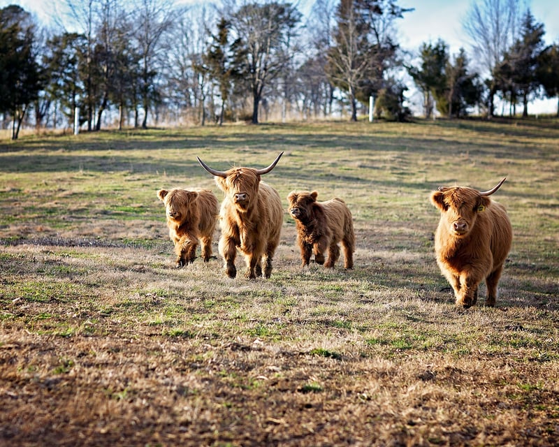 30-Minute Farm Photo Shoot in New Market