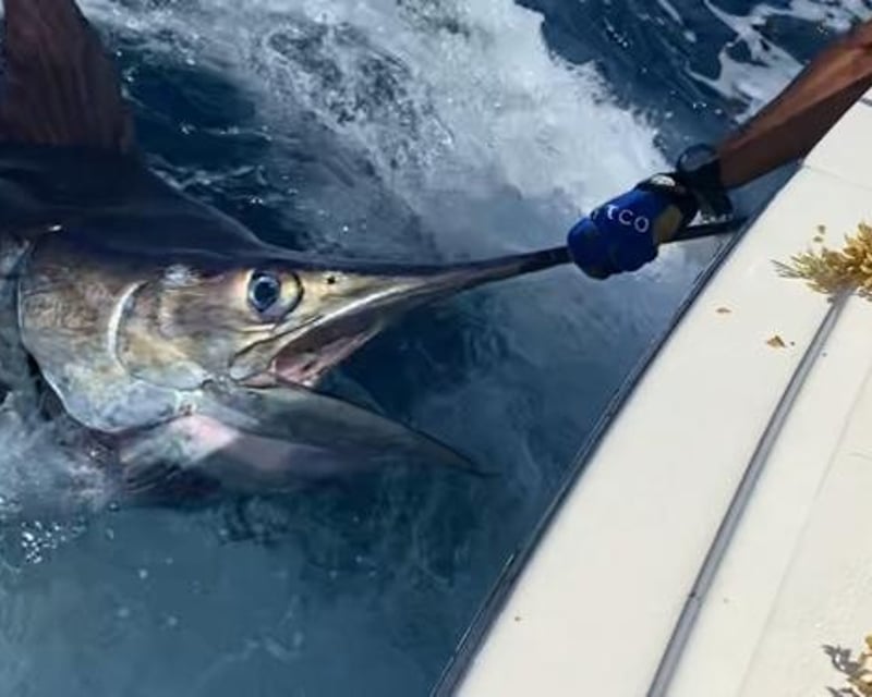 Private Half-Day Deep Sea Fishing Charter in San Juan