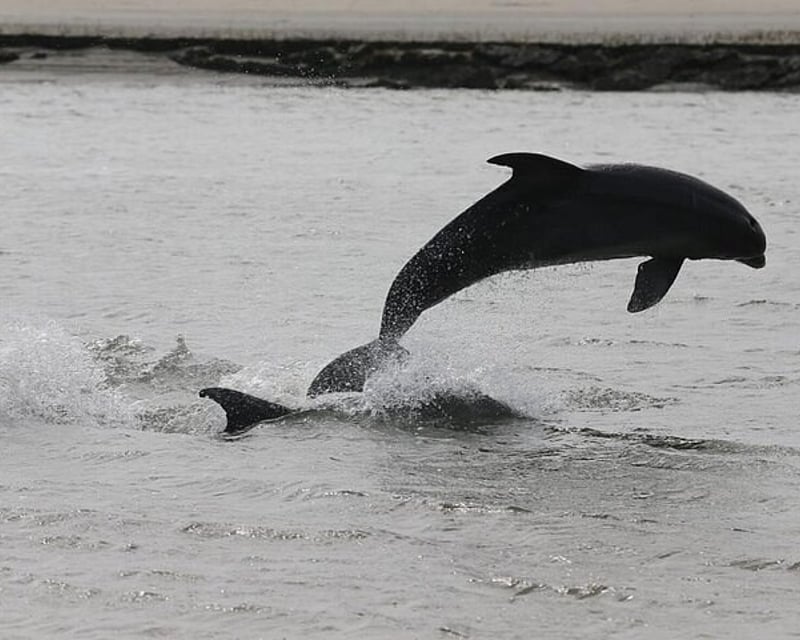 Dolphin & Harbor Cruise in Charleston