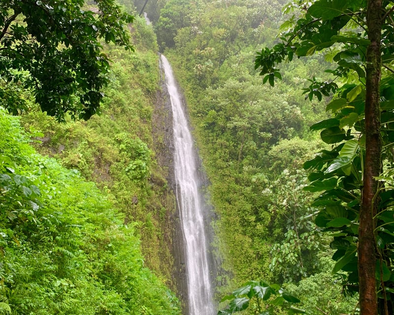 Self-Guided Hike at Manoa Falls